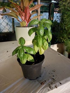 (Category: ) located in . Submitted by germinationpropagation (Listing ID 1276926235, Image 1). Description: .