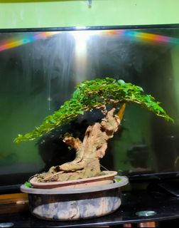 (Category: ) located in . Submitted by gdacz27 (Listing ID 1276153009, Image 1). Description: .