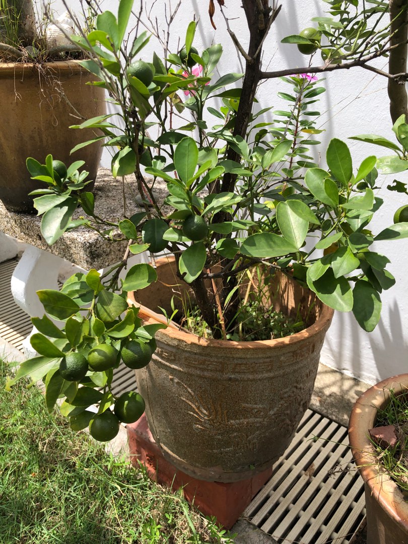 Lime plant fruiting, Furniture & Home Living, Gardening, Plants & Seeds