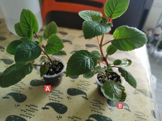 （分類：）位於 。 由 silverwolf_007980 提交（商品編號 1277153719，圖片 1）。簡介： 。