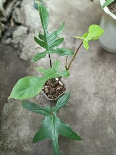 Philodendron Florida beauty --reverted