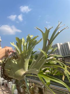 （分類：）位於 。 由 pteridology 提交（商品編號 1277221891，圖片 1）。簡介： 。