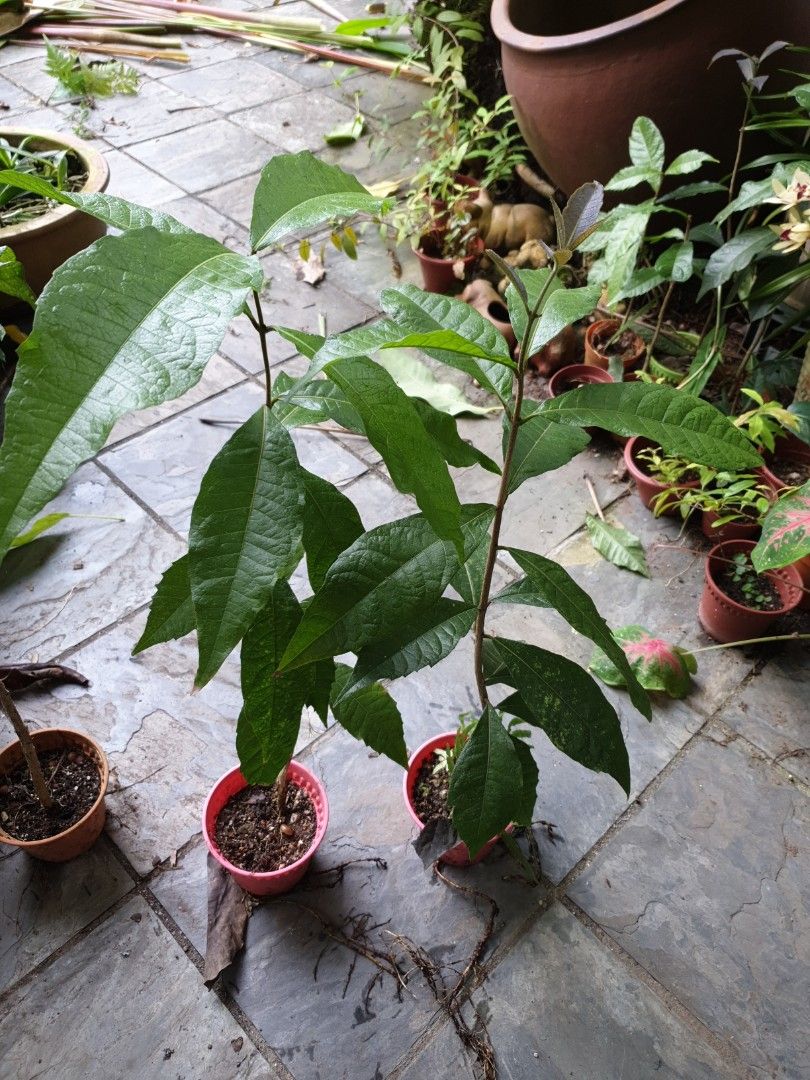 Sandpaper vine, Furniture & Home Living, Gardening, Plants & Seeds on