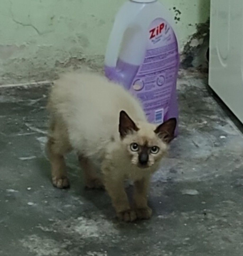 Preloved siamese cheap