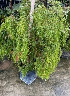 (Category: ) located in . Submitted by gardenfunfarm (Listing ID 1277288769, Image 1). Description: .