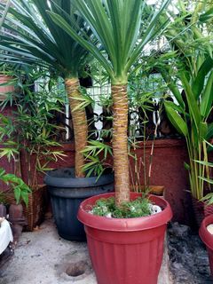 Yucca, 2ft 5ft