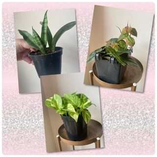 Big plants bundle, Furniture & Home Living, Gardening, Plants & Seeds on  Carousell