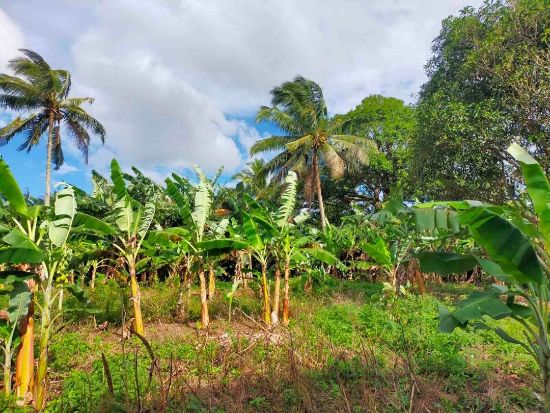 Farm Lot For Sale in Pangil Amadeo, Property, For Sale, Lot on Carousell
