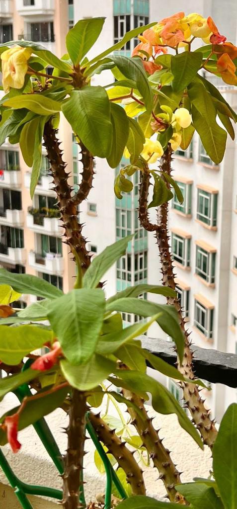 Flowering Cactus - Crown of Thorns, Furniture & Home Living, Gardening