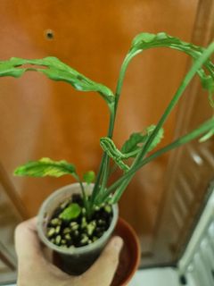(Category: ) located in . Submitted by Plantshobby (Listing ID 1262942079, Image 1). Description: .