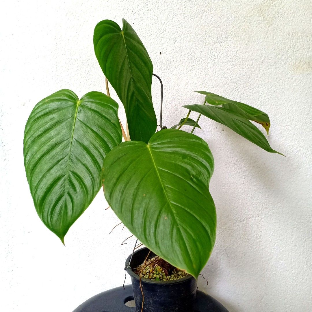 Philodendron Grandipes, Furniture & Home Living, Gardening, Plants & Seeds  on Carousell