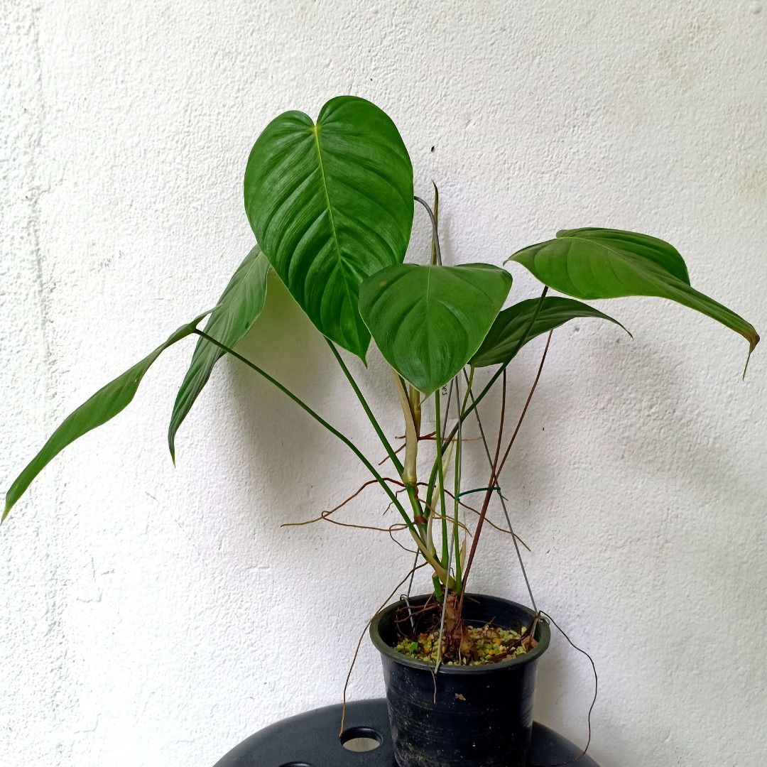 Philodendron Grandipes, Furniture & Home Living, Gardening, Plants & Seeds  on Carousell