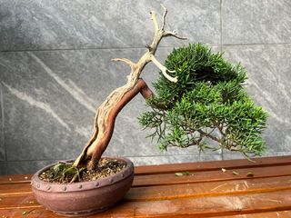 (Category: ) located in . Submitted by bonsai_b (Listing ID 1277516714, Image 1). Description: .
