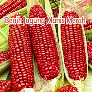 (Category: ) located in . Submitted by seedstore2024 (Listing ID 1277677425, Image 1). Description: .