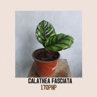 Calathea Fasciata