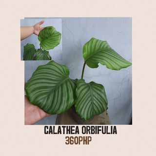 Calathea Orbifulia