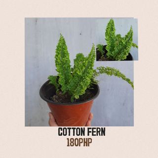 Cotton Fern
