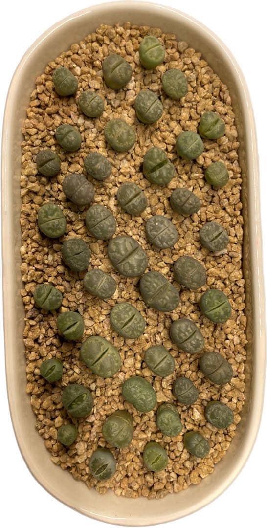 Lithops Furniture Home Living Gardening Plants Seeds On Carousell