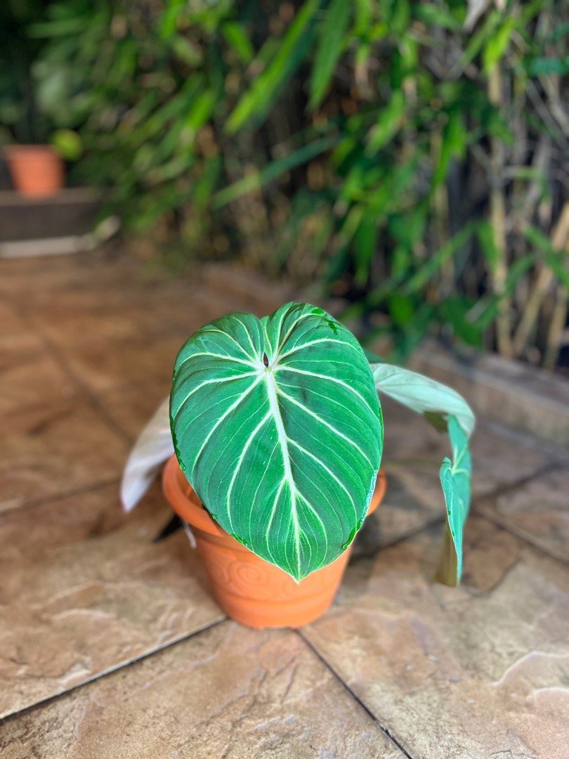 Philodendron Gloriosum Zebra (3 growth points!), Furniture & Home Living,  Gardening, Plants & Seeds on Carousell