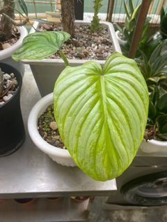 （分類：）位於 。 由 chuckyor 提交（商品編號 1270717184，圖片 1）。簡介： 。
