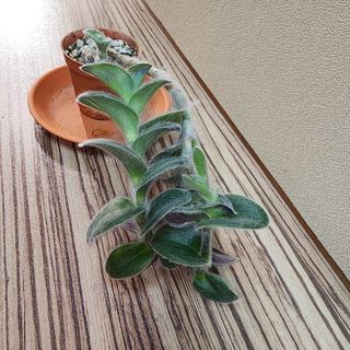 (Category: ) located in . Submitted by succacti (Listing ID 1277748685, Image 1). Description: .