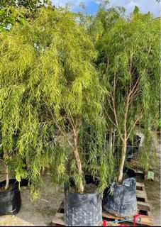 (Category: ) located in . Submitted by gardenfunfarm (Listing ID 1277712913, Image 1). Description: .