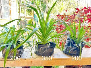 yucca plant for sale