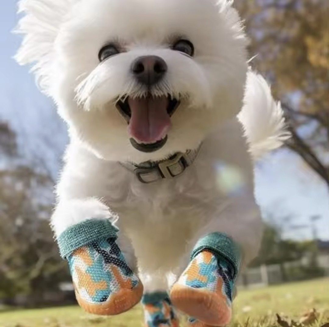 Puppies sales in shoes