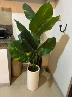 (Category: ) located in . Submitted by jetann09 (Listing ID 1328423796, Image 1). Description: .