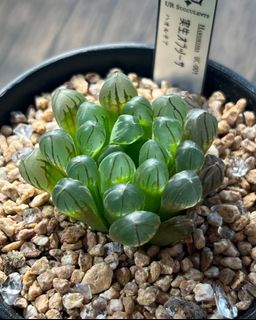 （分類：）位於 。 由 ur.succulents 提交（商品編號 1328431326，圖片 1）。簡介： 。