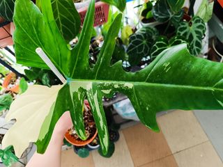 (Category: ) located in . Submitted by bluerili (Listing ID 1328495219, Image 1). Description: .