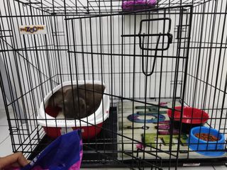 (Category: ) located in . Submitted by serisari11 (Listing ID 1328589720, Image 1). Description: .