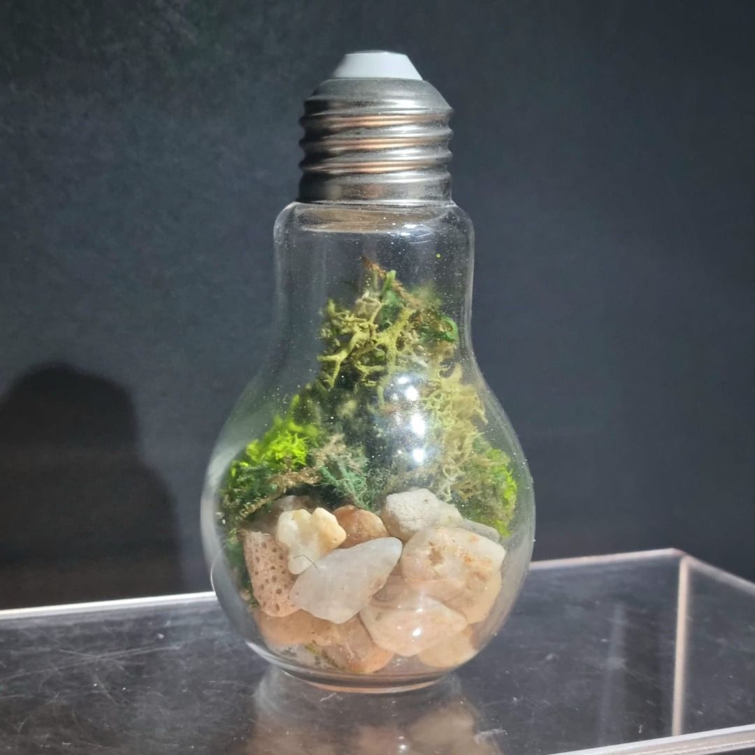 Studio Habil moss in lightbulb office, desk or shelf display decor ...