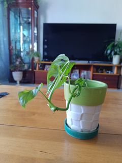 （分類：）位於 。 由 chaningrid981 提交（商品編號 1328424992，圖片 1）。簡介： 。