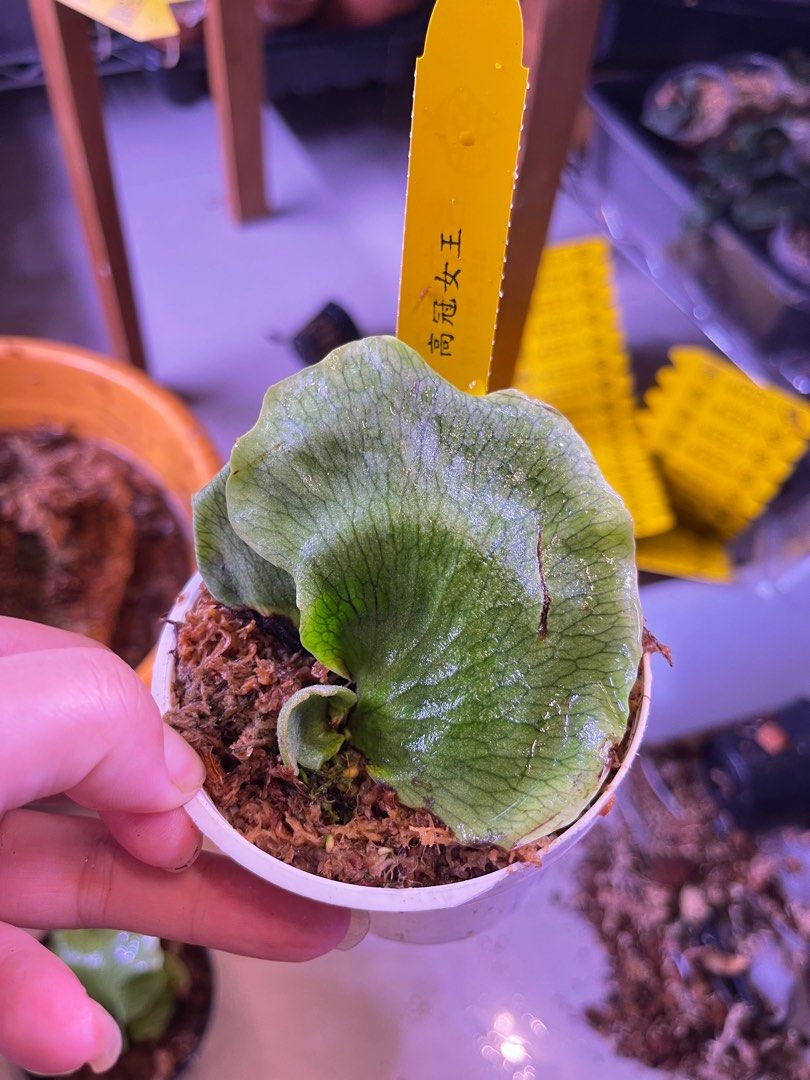 Platycerium Spore - Etsy P. Wandae 'High Finger'(spore) 【公式通販】
