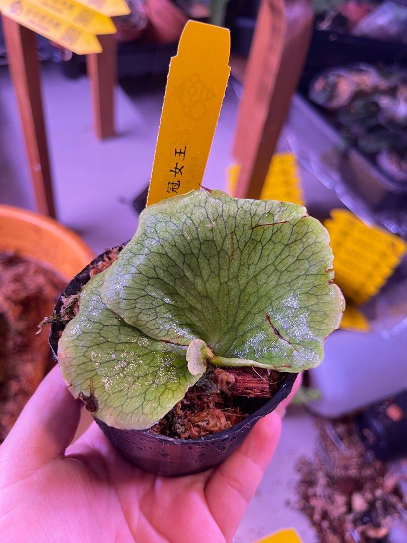 👑高冠女王孢子苗👑 👑p.wandae'High Finger'sporeling （高冠女王