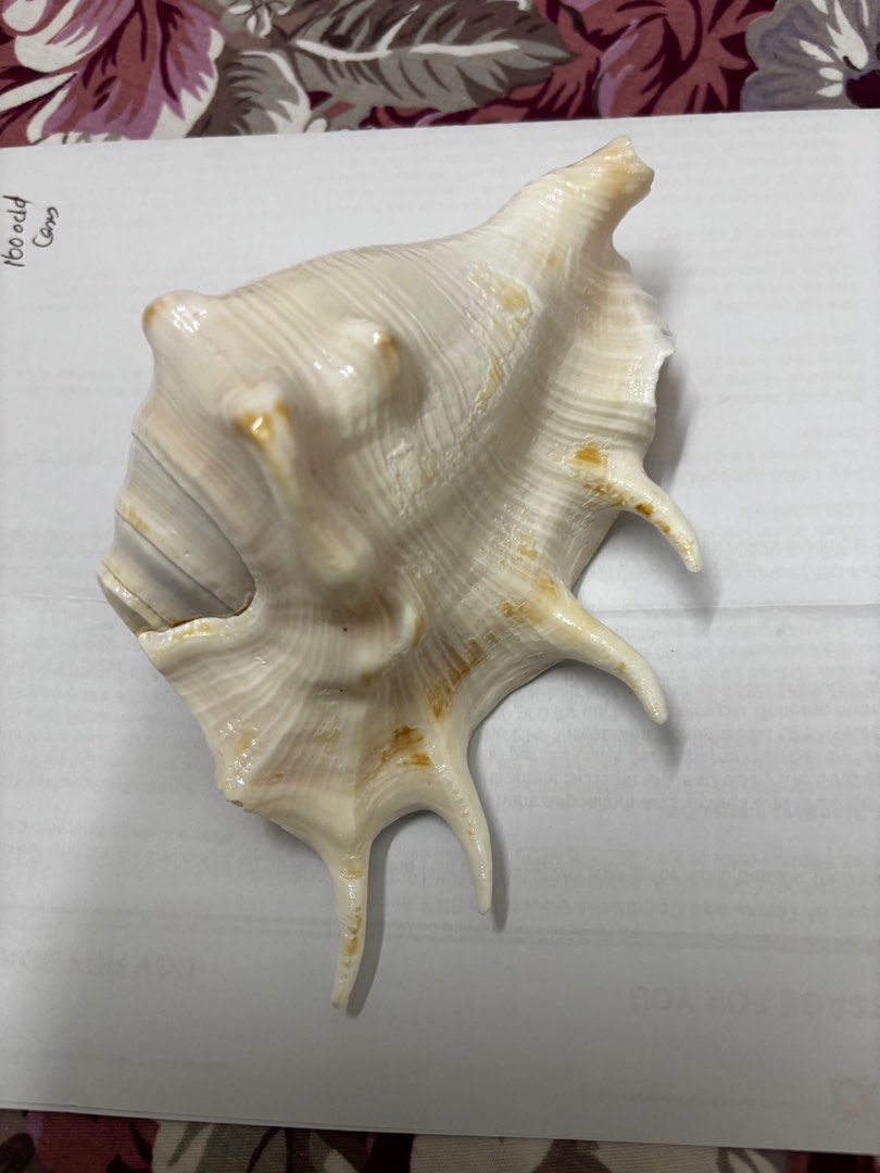 Seashell (Category: Vintage Collectibles) located in Singapore. Submitted by atoze (Listing ID 1330043252, Image 3). Description: Extremely beautiful spiked conch✅.