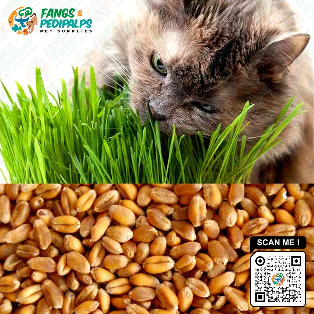Photo inspiration: Fresh Look at Cat Grass Wheat Rye Seeds Pet Supplies Pet Food On