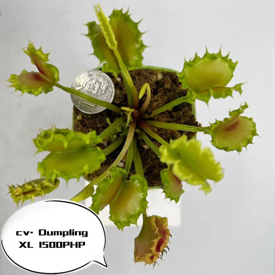 D. Dumplings Rare species Extra large individuals, Furniture & Home ...