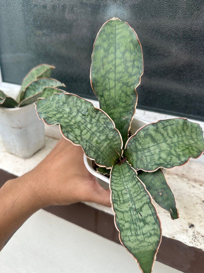 sansevieria supera Buy Sansevieria Superba: Add Easy-Care Elegance to Your Home