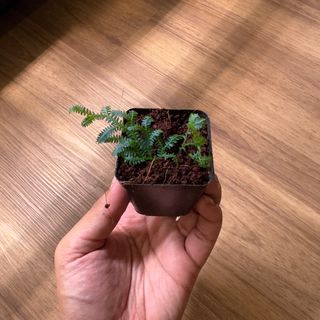 (Category: ) located in . Submitted by thefutureisgreen (Listing ID 1330191734, Image 1). Description: .