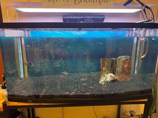 (Category: ) located in . Submitted by csb0902 (Listing ID 1330361554, Image 1). Description: .