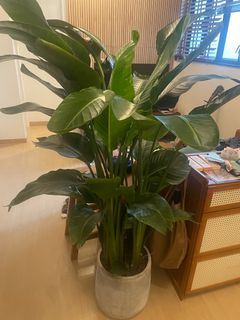 （分類：）位於 。 由 david4090 提交（商品編號 1330402088，圖片 1）。簡介： 。