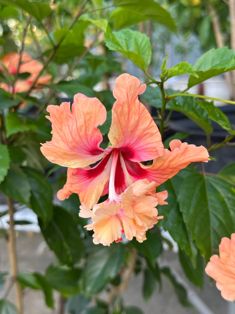 Bunga Raya Peach Double, Furniture & Home Living, Gardening, Plants ...