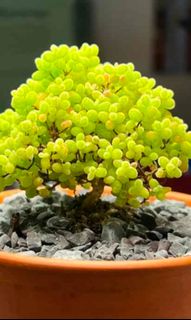（分類：）位於 。 由 chozz 提交（商品編號 1315740100，圖片 1）。簡介： 。