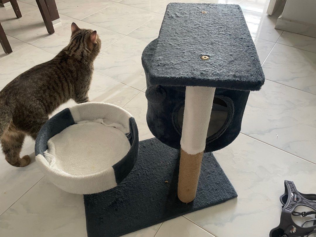 Cat essentials (Category: Homes & Other Pet Accessories) located in Singapore. Submitted by THIDA_win (Listing ID 1330345957, Image 1). Description: 3 items, cat tree (excluding cat 🐱😂)and bed are lightly used. Harness never used before but just tried the size. Free if you willing to collect from my place. .