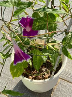 (Category: ) located in . Submitted by plantsman (Listing ID 1330356943, Image 1). Description: .
