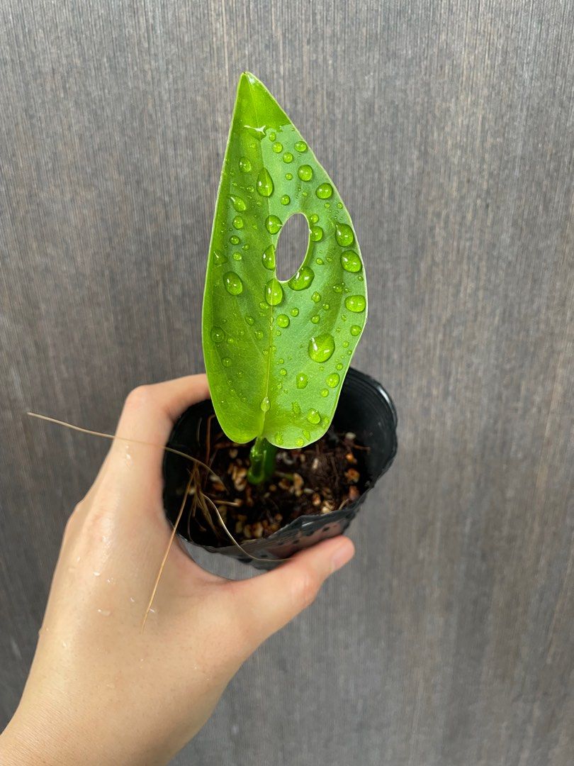 philodendron kaufen online Rare Philodendron 'Copper Flame'  A Self-Heading Showstopper