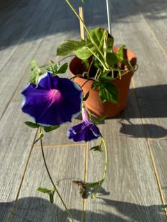 (Category: ) located in . Submitted by plantsman (Listing ID 1330356534, Image 1). Description: .