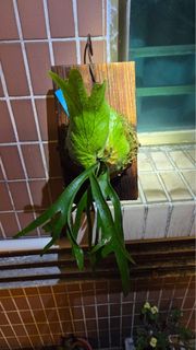 （分類：）位於 。 由 celia_d 提交（商品編號 1330494433，圖片 1）。簡介： 。